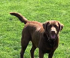 Beautiful Chocolate Lab puppies for sale - 14