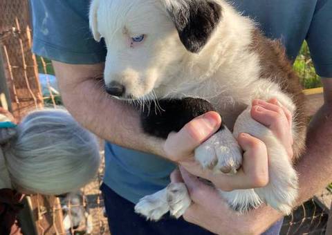 Very healthy border collie puppies