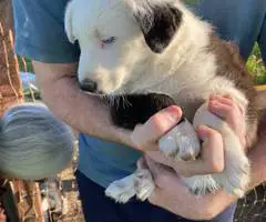 Very healthy border collie puppies