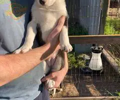 Very healthy border collie puppies - 3