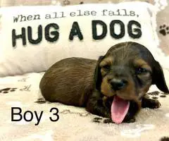 4 long-haired Dachshund puppies for sale - 14