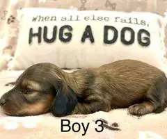 4 long-haired Dachshund puppies for sale - 15