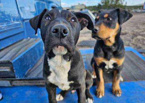 2 Pit bull mix puppies needing a home