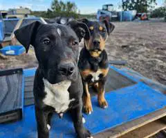 2 Pit bull mix puppies needing a home - 4
