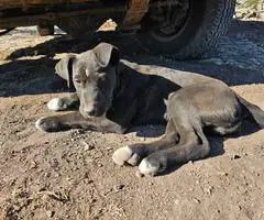2 Pit bull mix puppies needing a home - 6