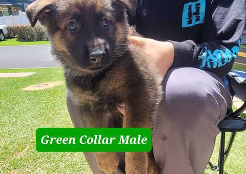 Working line German Shepherd puppies