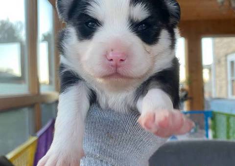 3 litter Pomskies for sale