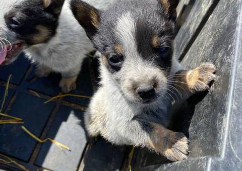 Blue heeler puppies for sale