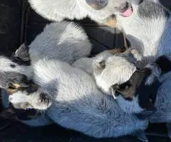 Blue heeler puppies for sale - 2