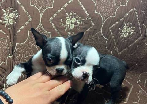 5 Purebred Boston Terrier puppies for sale