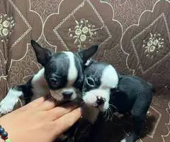 5 Purebred Boston Terrier puppies for sale