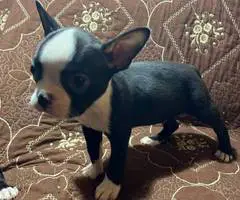 5 Purebred Boston Terrier puppies for sale - 2
