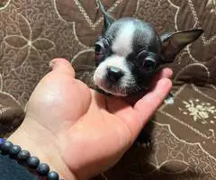 5 Purebred Boston Terrier puppies for sale - 3
