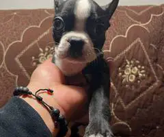 5 Purebred Boston Terrier puppies for sale - 4