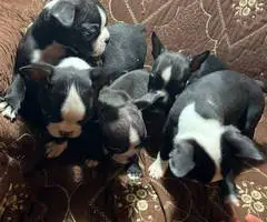 5 Purebred Boston Terrier puppies for sale - 5