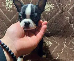 5 Purebred Boston Terrier puppies for sale - 6
