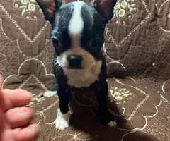 5 Purebred Boston Terrier puppies for sale - 7