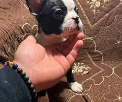 5 Purebred Boston Terrier puppies for sale - 8