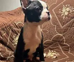 5 Purebred Boston Terrier puppies for sale - 9