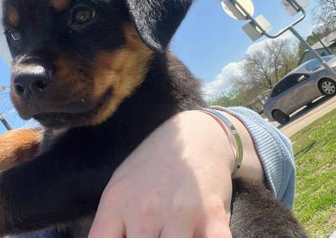 2 healthy Rottweiler puppies for sale