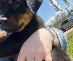 2 healthy Rottweiler puppies for sale