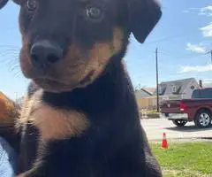 2 healthy Rottweiler puppies for sale - 2