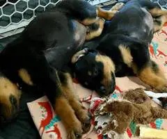 2 healthy Rottweiler puppies for sale - 3