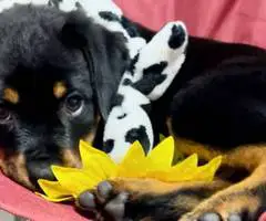 2 healthy Rottweiler puppies for sale - 5