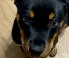 2 healthy Rottweiler puppies for sale - 6