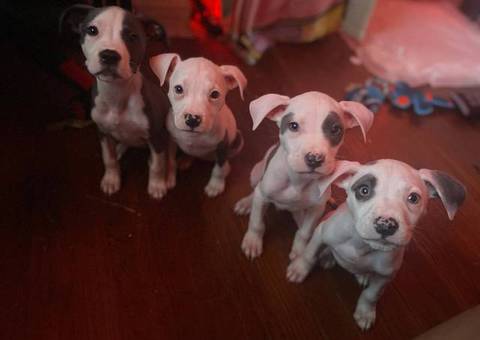 4 pit bull puppies looking for forever homes