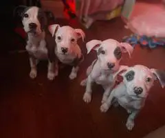 4 pit bull puppies looking for forever homes