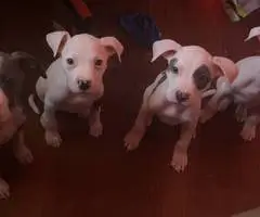 4 pit bull puppies looking for forever homes - 2