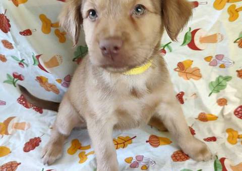 Golden Retriever mixed breed puppies
