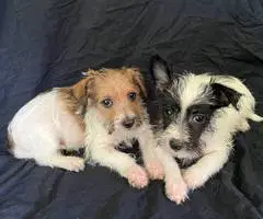 3 Jack Russell terrier puppies