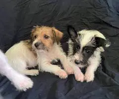 3 Jack Russell terrier puppies - 4