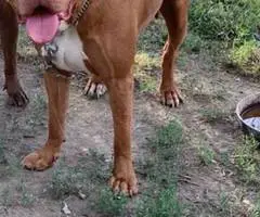 Beautiful red nose pitbull puppy - 8