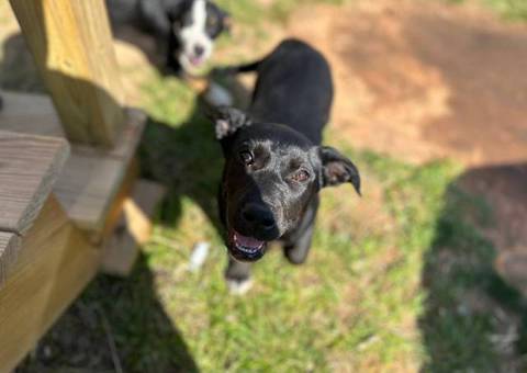 2 female Aussiedor puppies available