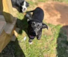2 female Aussiedor puppies available - 1