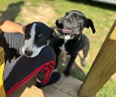 2 female Aussiedor puppies available - 2