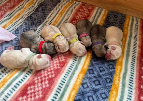 Sweet baby Pug puppies