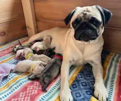 Sweet baby Pug puppies - 2