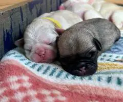 Sweet baby Pug puppies - 3