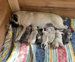 Sweet baby Pug puppies - 4