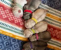 Sweet baby Pug puppies - 5