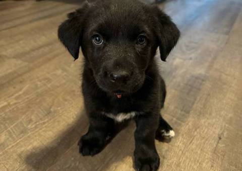 2 Labrahuahua puppies for adoption
