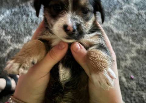 Yorkie tzu (Shorkie) puppies
