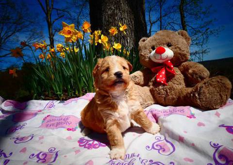 5 female Pomapoo puppies for sale