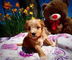 5 female Pomapoo puppies for sale - 3