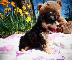 5 female Pomapoo puppies for sale - 4