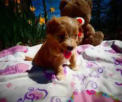 5 female Pomapoo puppies for sale - 5